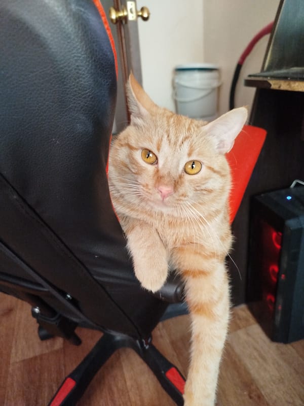 Orange tabby takes over a gaming chair, one pose at a time