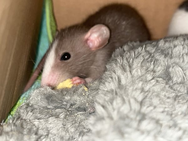 Pet rat photographed during feeding time in Perm home