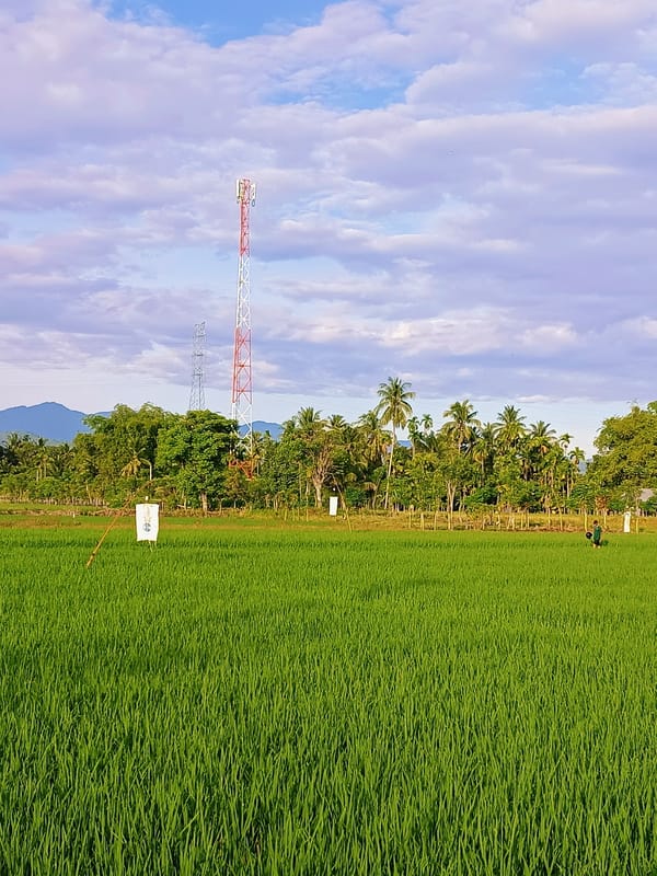 Rice paddies and telecom towers in rural Manyang Cut, Indonesia
