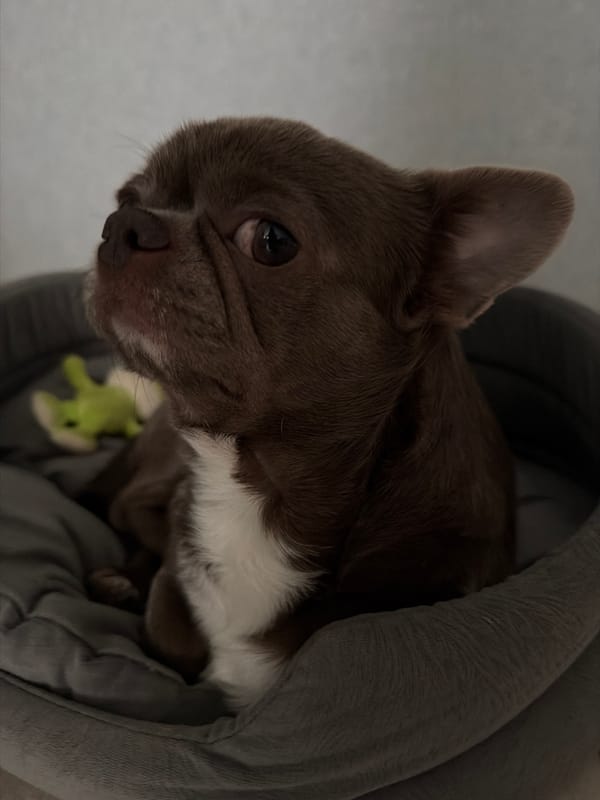 French Bulldog puppy rests in hooded bed in Votkinsk