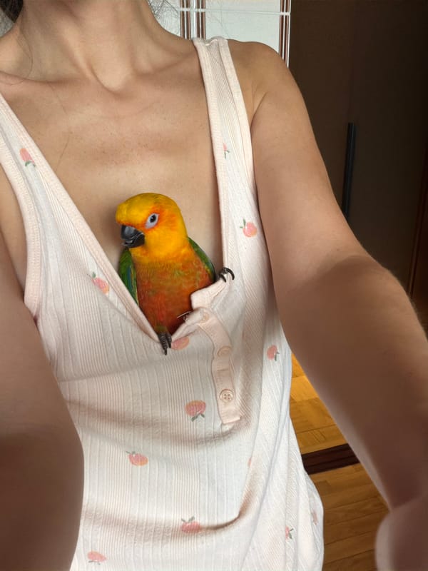 Sun conure parrot nestled snugly in a shirt neckline