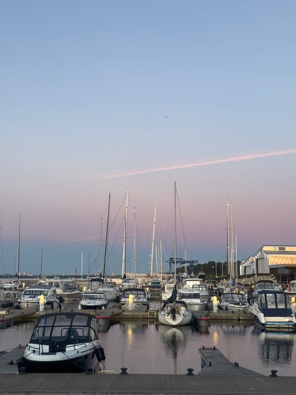 Tallinn's Baltic waterfront at golden hour, swans included