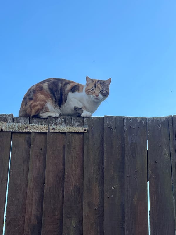 Calico cat spotted on wooden fence in Maidstone