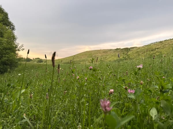 Rural golden hour: meadows, sunsets, and a blue-doored farmhouse