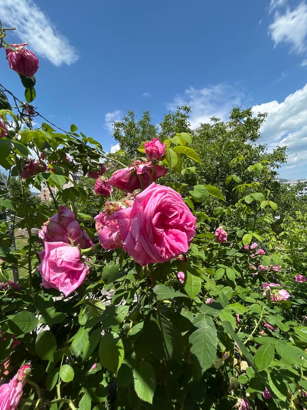 Morning stroll through rose gardens and parks in Kardzhali, Bulgaria