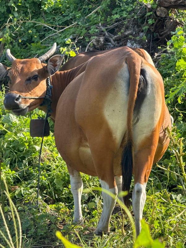 Livestock and stray animals observed in Kuta Indonesia