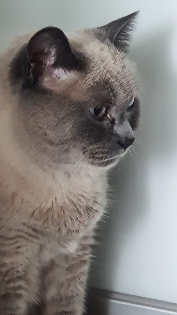 Siamese cat at home in Krasnoyarsk, multiple angles