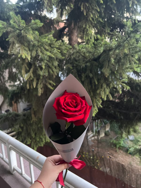 Red rose moment in Sofia with a branded graphic overlay