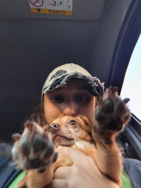 Person holds small brown dog inside car in Wilde