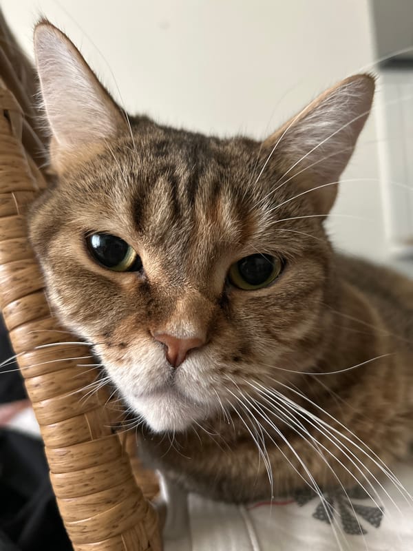 Tabby cat with green eyes photographed resting in Moscow