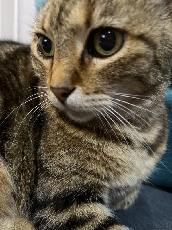 Tabby cat relaxing indoors in Ruse, cloudy skies outside