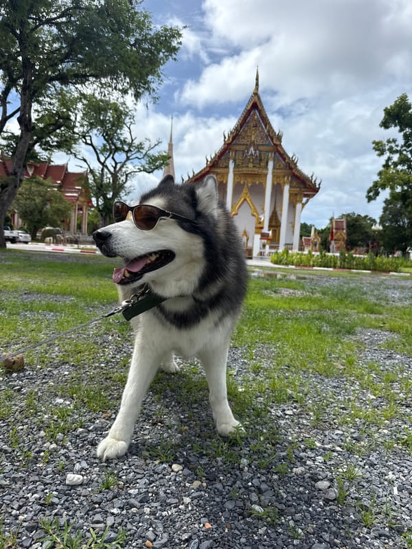 Husky, parrot, and food — a casual Chalong morning
