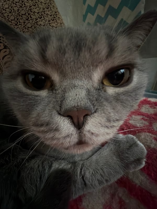Quiet afternoon with grey cat captured in Perm home