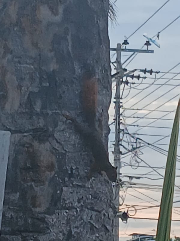 Squirrel spotted on stone wall in Tinaco, Venezuela