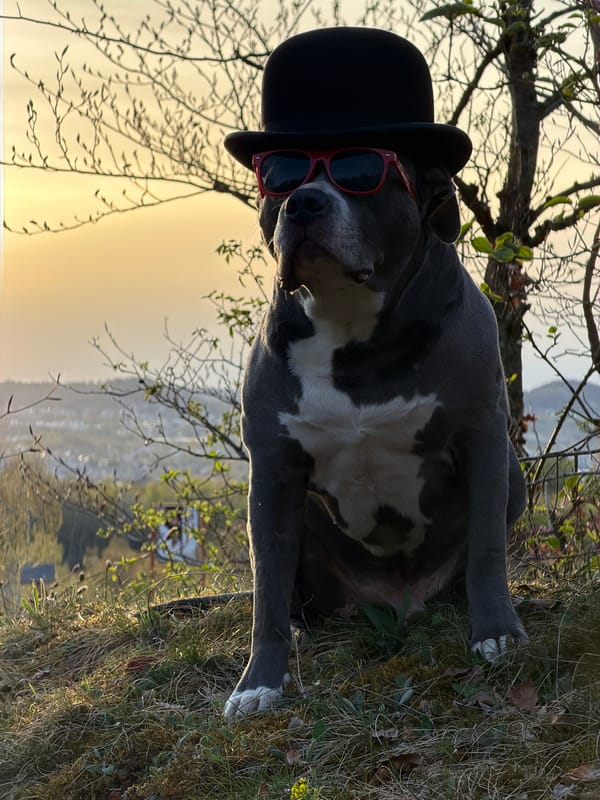 Dog in red sunglasses spotted in Luxembourg park