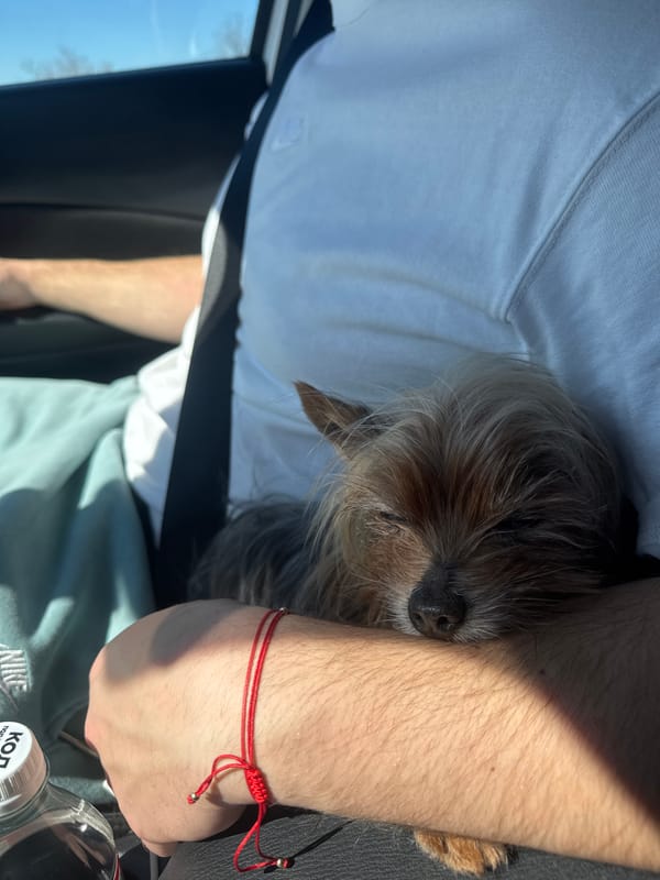 Small dog cuddles with owner inside car in Burgas