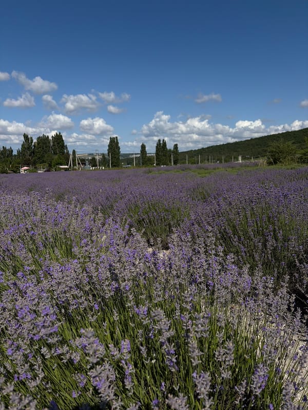 Lavender fields in full bloom, Gladkovskaya, Russia