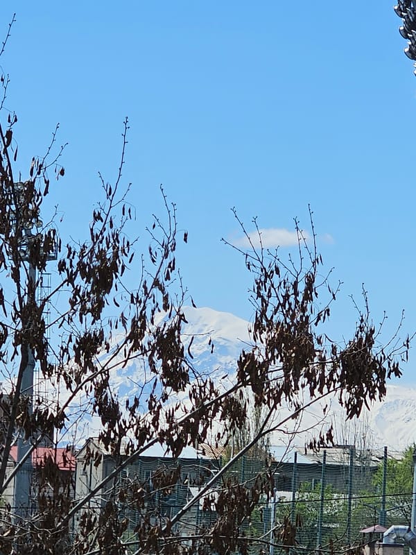Blue sky and mountains viewed through trees with fencing