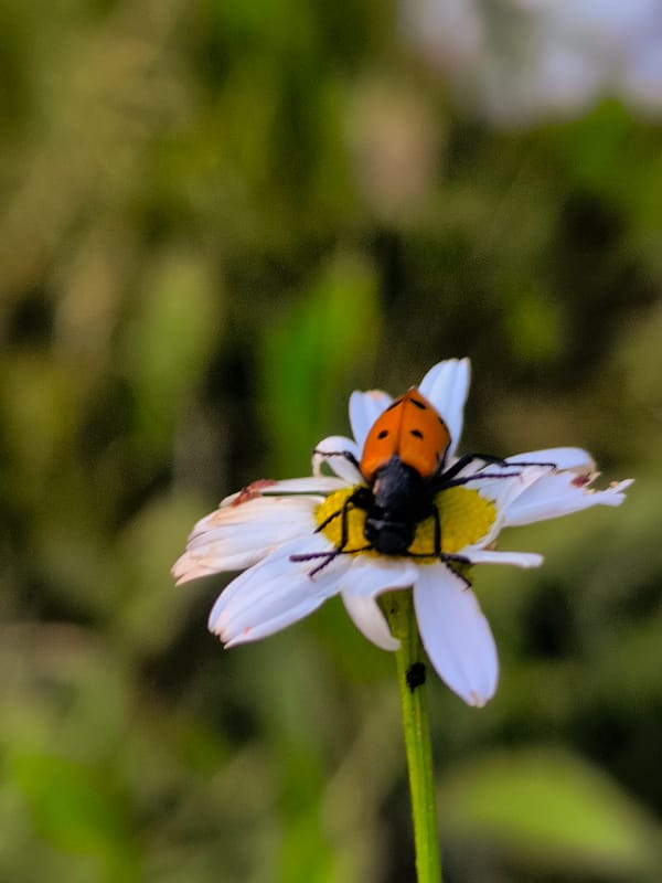 Nature photography and martial arts practice in Qarağandı park