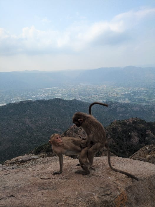 Monkeys and pilgrims share sacred hilltop temple in Kadaladi