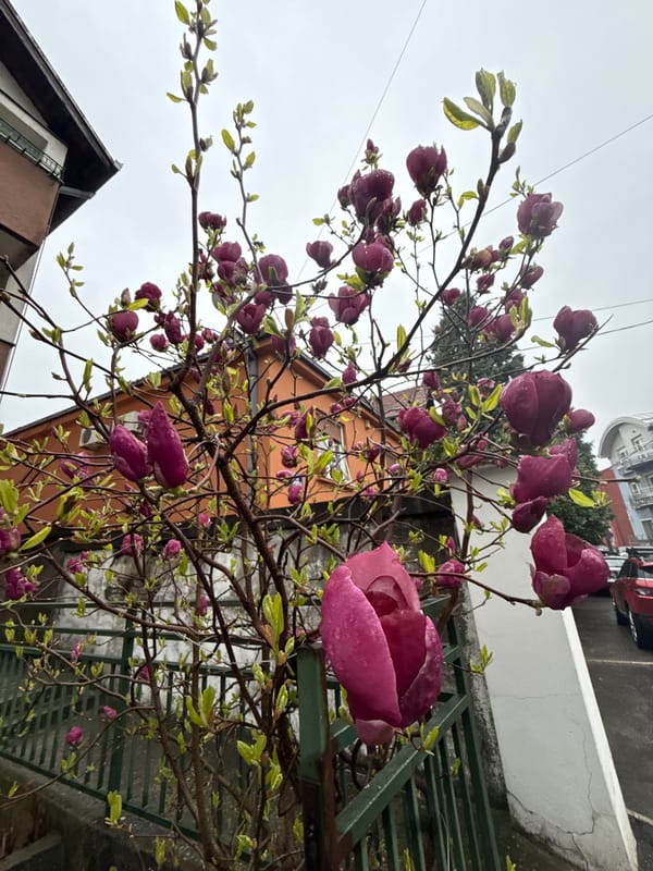 Magnolia tree blooms captured in Belgrade amid spring rainfall