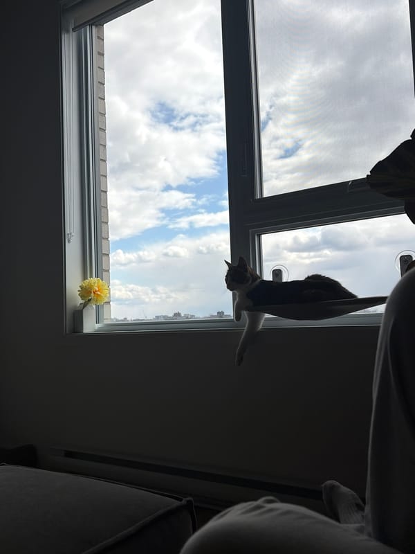 Student studies with cat companion in Laval home