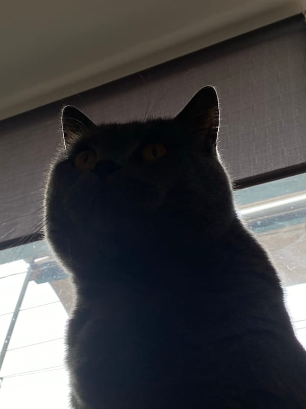 Morning moments with gray cat captured in Votkinsk home