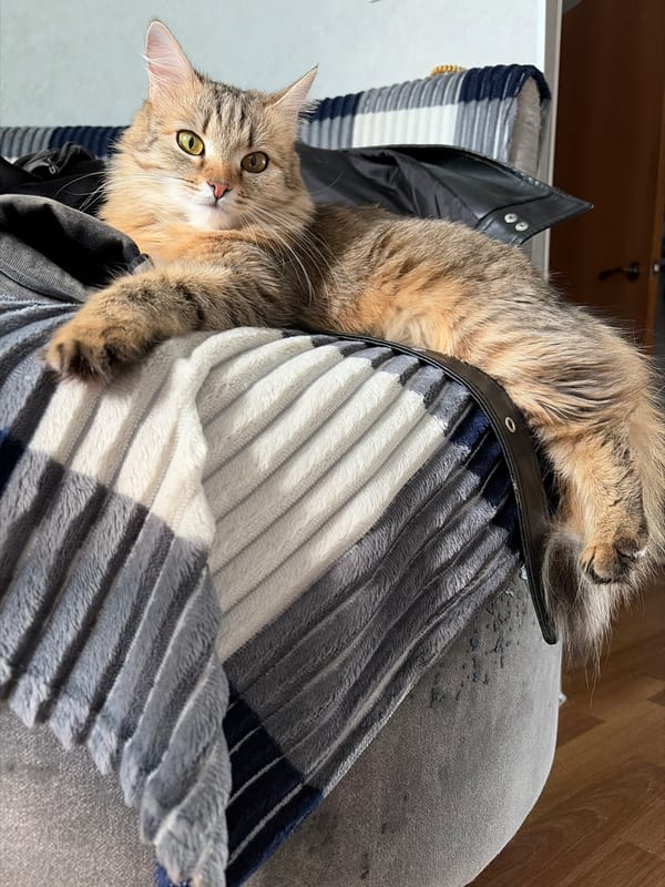 Woman in Prada shirt relaxes indoors with tabby cat