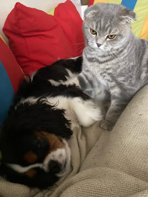 Morning scenes of pets and reservoir captured in Votkinsk