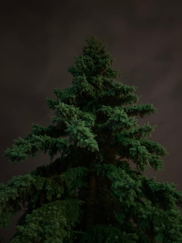 Casual moments captured in Yekaterinburg: indoor pet, nighttime street