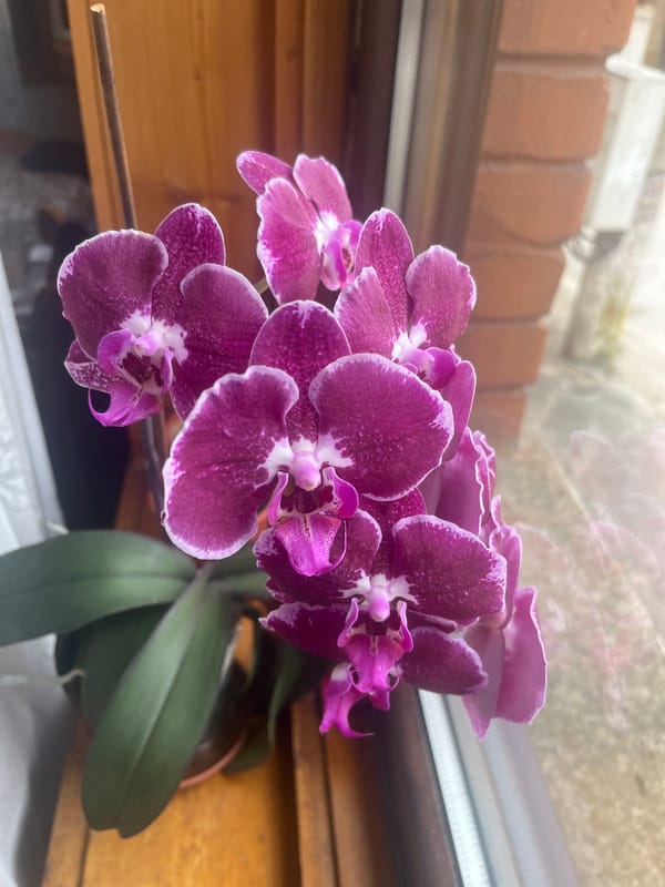 Purple orchids bloom in Bulgarian mountain town