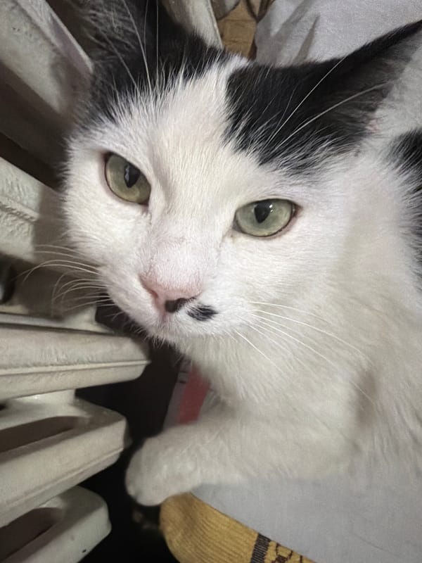 Cat rests by radiator in Bansko home