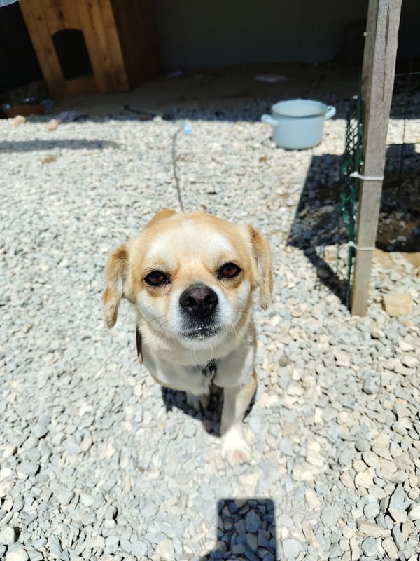 Small dog spotted on gravel in Bulgarian village