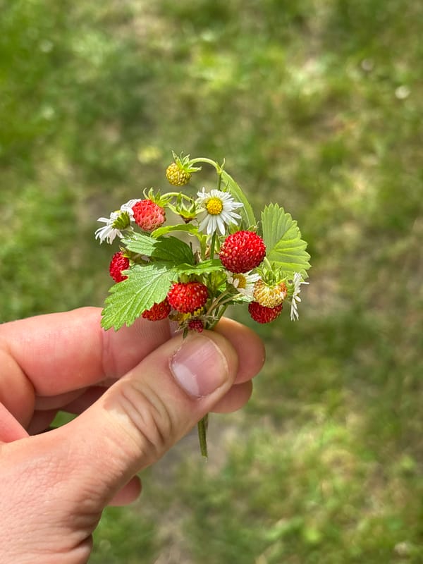 Foraging wild strawberries along a woodland path in Copenhagen