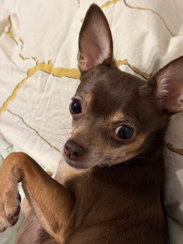 Chihuahua relaxes on a green blanket in a series of close-ups