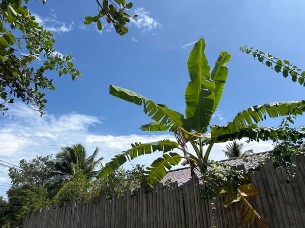 Morning walk documented through rural Koh Phangan, Thailand