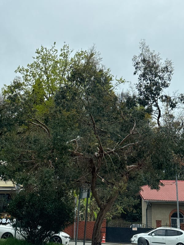 Cloudy morning scene documented in Sochi, Russia
