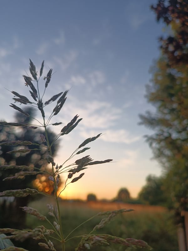 Cat photos and sunset views documented in Viadana Italy