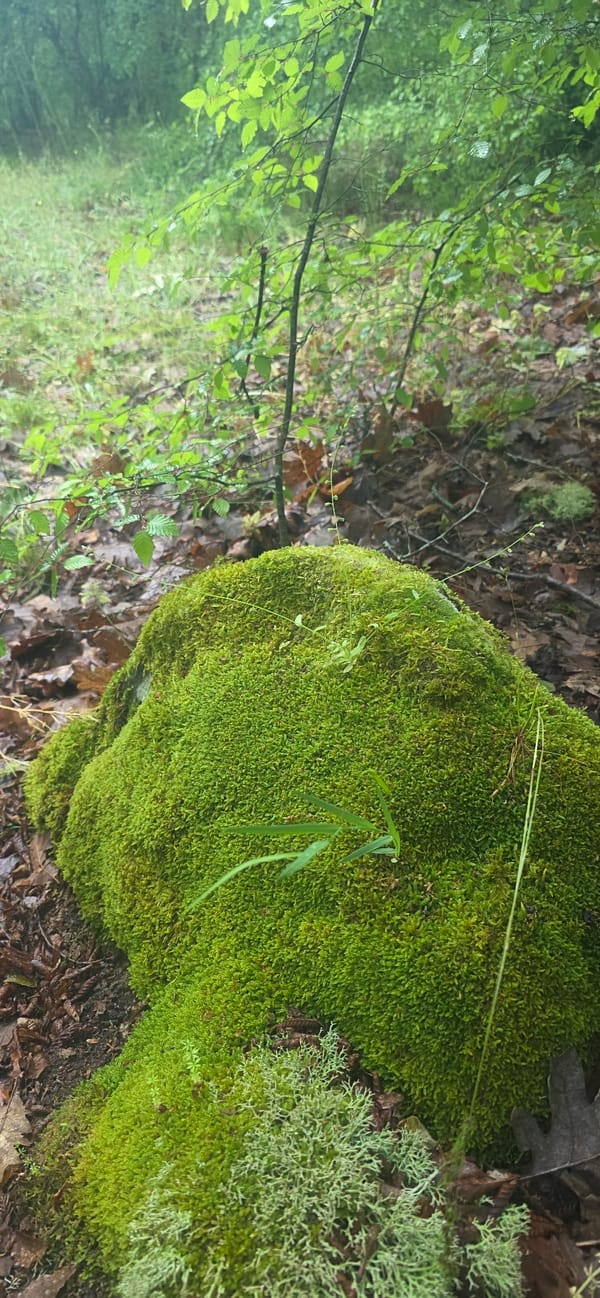 Nature photography session documents Bulgarian forest flora near Chernitsa