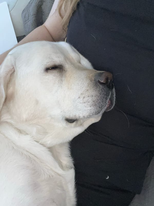 Labrador enjoys quiet afternoon rest with owner in Mytishchi