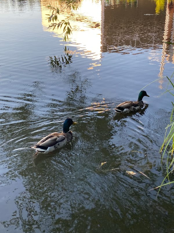 Lazy afternoon at a Ivano-Frankivsk waterfront, ducks and wildflowers