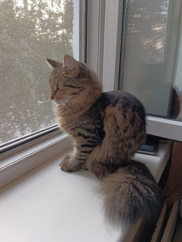Cat, wheelchairs, and afternoon light in a Perm apartment