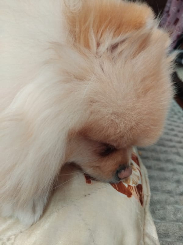 Sleeping Pomeranian photographed multiple times in Bulgarian home