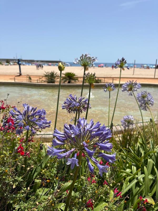 A summer morning wandering Blanes — shops, plazas, and beachside blooms