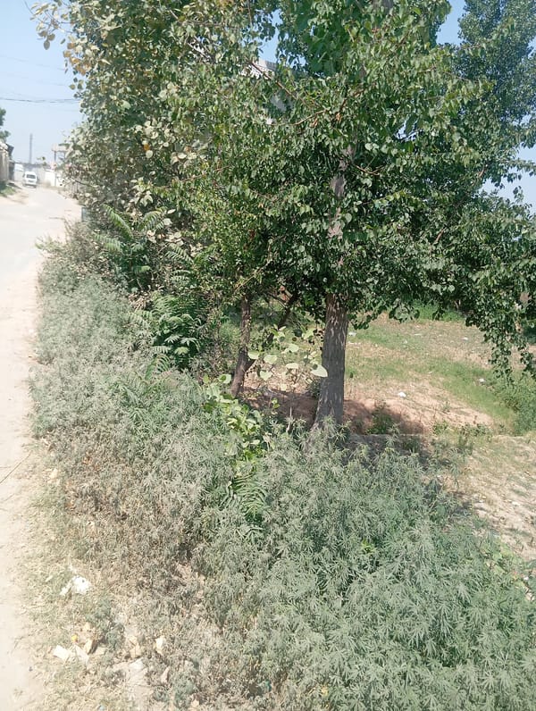 Morning street life documented in Lassan, Pakistan