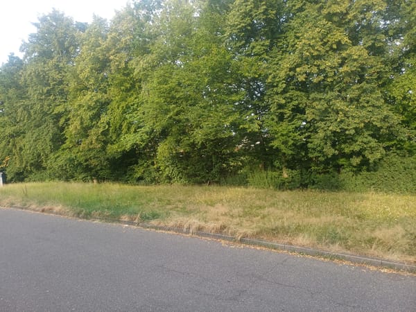 Roadside greenery and tree line in Höhr-Grenzhausen