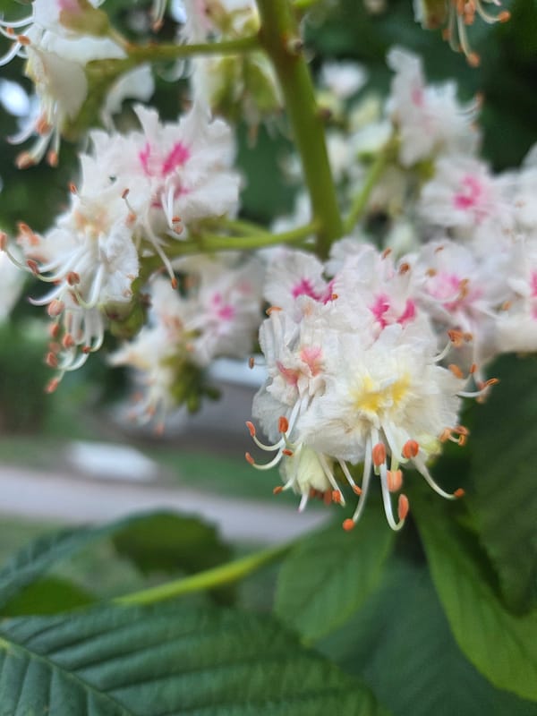 Horse Chestnut flowers bloom in Szczecin, Poland