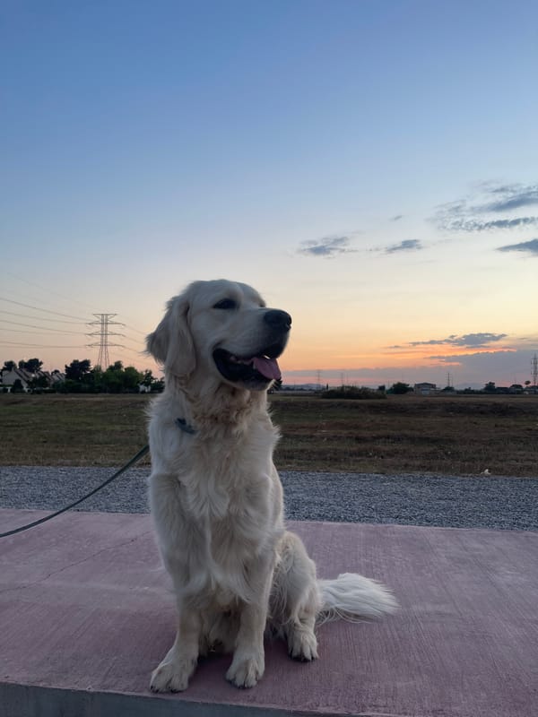Evening dog walk captured in Paiporta, Spain