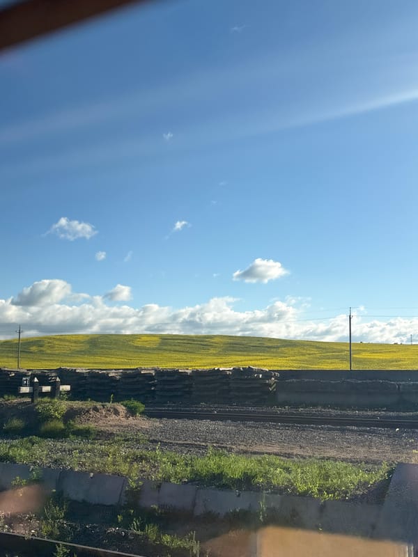 Train passenger views yellow flower field in Belarus countryside