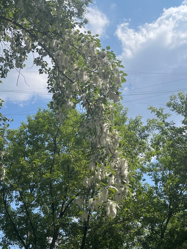 Tree branch with white seed pods captured against blue sky